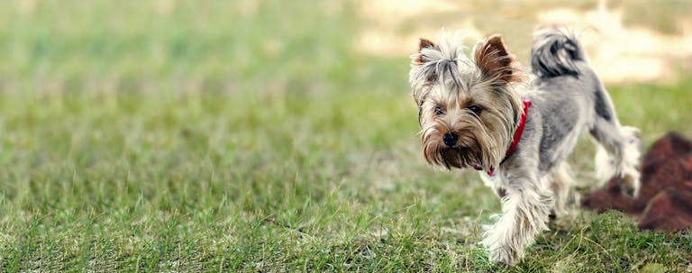 How to Train a Yorkshire Terrier to Pee Outside